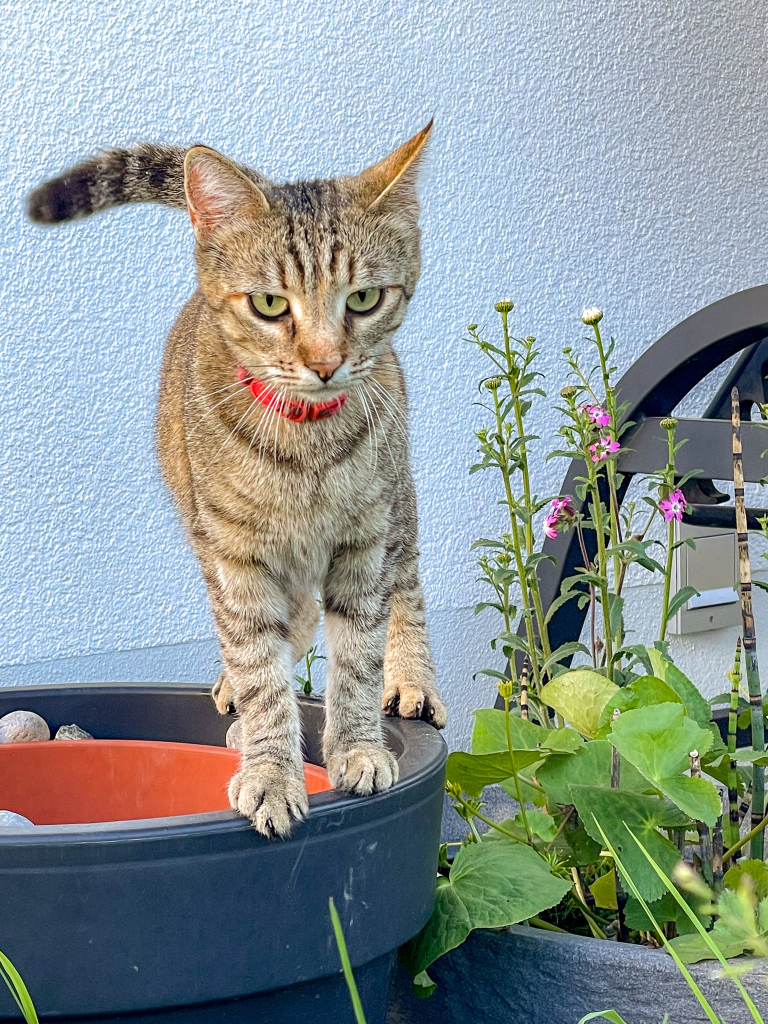 MOHR_EFH_Niederstaufen_Katze